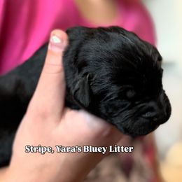 Stripe - Black male Labrador Retriever puppy in Owosso, Michigan from Bennington Retrievers