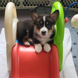 Pembroke Welsh Corgi Puppies from River Run Farm Kennels