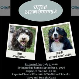 Bernedoodle puppies from OlliePups, LLC