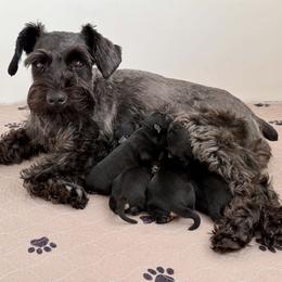 Izza-Bee - AKC - Purple Collar - Black female Miniature Schnauzer puppy in Wheeler, Wisconsin from Sue’s Miniature Schnauzers