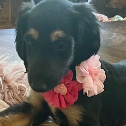 Afghan Hound puppies from Winterberry Afghan Hounds