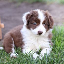 Noble - White and red male Border Collie puppy in Kalispell, Montana from North Fork Border Collies