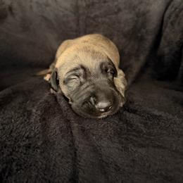 Chance - Wheaten and brindle male Irish Wolfhound puppy in Uintah County, Utah from Bingo's Wolfhounds, Lollipop Pomskies
