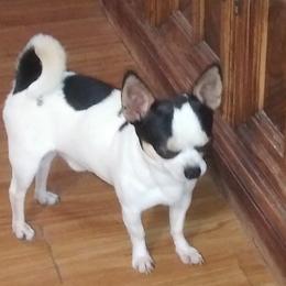 Moo - Chihuahua