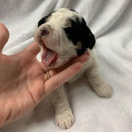 Bernedoodle and Poodle Puppies from Luck O the Doodle