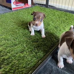 Valentino - Chocolate and white male Teddy Roosevelt Terrier puppy in Troy, Ohio from Wiggle Wags Miniature American Shepherds