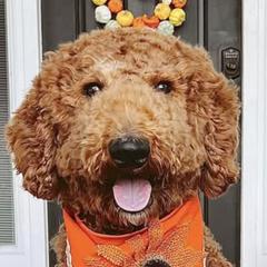 Australian Mountain Doodles from Mitchell Doodles