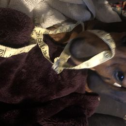 Dachshund Puppies from Edwards’ Dachshunds