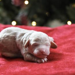Blue collar - Cream male Poodle puppy in Edmond, Oklahoma from The Redbud Roost