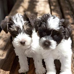 Miniature Schnauzer puppies from Marvelous Mannered K9s of Texas