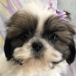 Mia - Shih Tzu