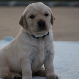 Golden Retriever Puppies from Golden Barnes Kennel