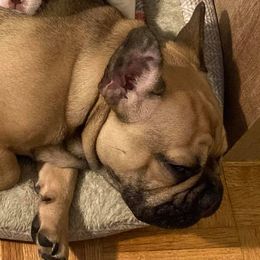 Boston Terriers, Bulldogs, and French Bulldogs from Blue Coast Bulldogs