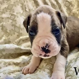 Boy 6 - Boxer puppy in Canterbury, Connecticut from Franklin’s Boxers