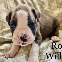 Boy 6 - Boxer puppy in Canterbury, Connecticut from Franklin’s Boxers