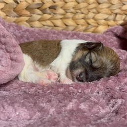 Betty - Red sable female Havanese puppy in Clermont, Florida from Country Sweet Havanese and Creative Coaching