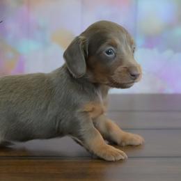 Lovely - Fawn (isabella) and tan female Dachshund puppy in Fultonville, New York from Sandy Aussies & Pomeranians