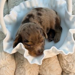 Copper - Dapple male Dachshund puppy in Red Bluff, California from Down The Hill Potterdale