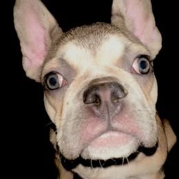 Angelique - French Bulldog