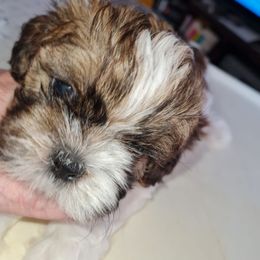 Boy 3 - Red and white male Shih Tzu puppy in Bethlehem, Pennsylvania from Cinnamon's Shih Tzus
