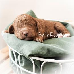 Mitchie - Red  female Poodle puppy in Fresno, California from Bell’s Poodles Of California