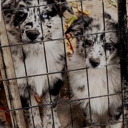 Australian Shepherd Puppies from Southern Boy Blues Aussies