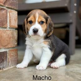 Macho - Black tan and white male Beagle puppy in Mansfield, Missouri from Rippee Creek Kennel