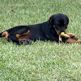 Doberman Pinscher Puppies from TeatreeDoberman