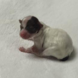 Georgette AKC - Chocolate, tan and white female Yorkshire Terrier puppy in Labelle, Florida from Chocolate and Parti Yorkies in Florida