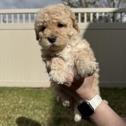 Bernedoodle, Cavalier King Charles Spaniel, and Poodle Puppies from Ellas.Pups (Bernedoodles & Cavapoos)