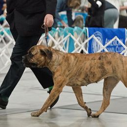 Bullmastiffs and Shetland Sheepdogs from RCS Kennels