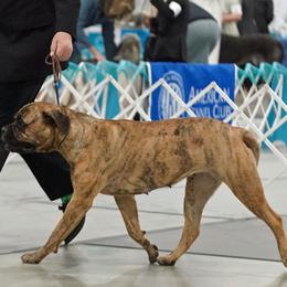 Bullmastiffs and Shetland Sheepdogs from RCS Kennels
