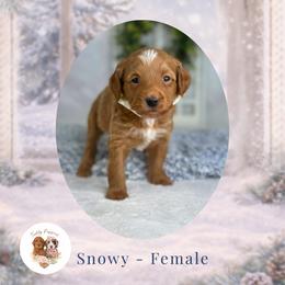Snowy - Apricot female Goldendoodle puppy in Canton, Georgia from Teddy Puppies