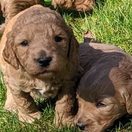 Goldendoodles from Sunny Doodle Pups