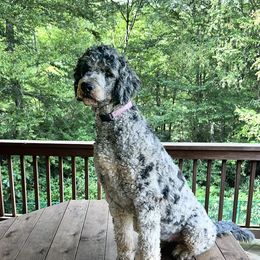Aspen - Bernedoodle