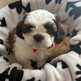 Panda - Liver and white male Shih Tzu puppy in Oak Hills, California from High Desert  Shih Tzu