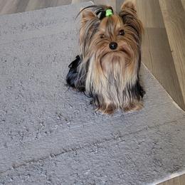 Mr.Biggs - Yorkshire Terrier