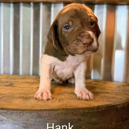 Hank - Liver and white male German Shorthaired Pointer puppy in Seminary, Mississippi from LeAnne McDaniel
