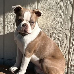 Dibo - Seal and white Boston Terrier puppy in Red Bluff, California from Sugar Baby Bostons