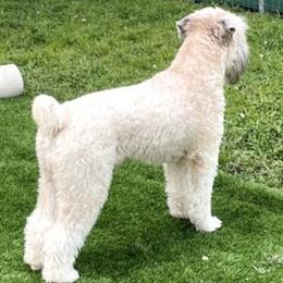 Bernedoodles, Cavapoos, Poodles, and Soft Coated Wheaten Terriers from Island Poodles & Wheatens