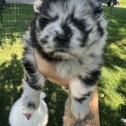 Sparkels - Blue merle female Pomeranian puppy in Medina, Ohio from Forever Pomeranians