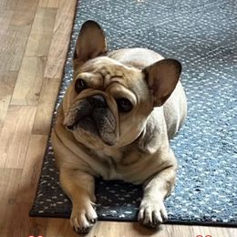 Boujee - French Bulldog