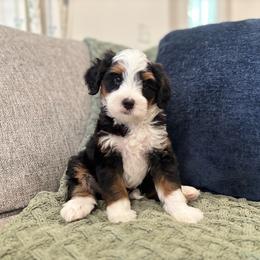 Hershey - Tri-color male Bernedoodle puppy in Meadville, Pennsylvania from Doodle Paws Pups