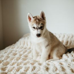 Siberian Husky Puppies from Polaire Siberians