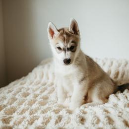 Siberian Husky Puppies from Polaire Siberians