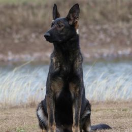 Tasha - German Shepherd