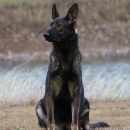 Tasha - German Shepherd