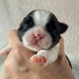 Raquel Welch - Gold and white female Shih Tzu puppy in Winston Salem, North Carolina from Little Miracles Shih Tzu