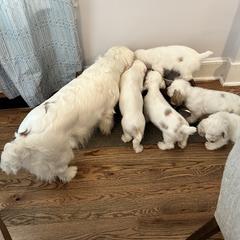 Clumber Spaniel Puppies from Wanderlust Clumber Spaniels