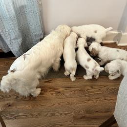 Clumber Spaniel Puppies from Wanderlust Clumber Spaniels